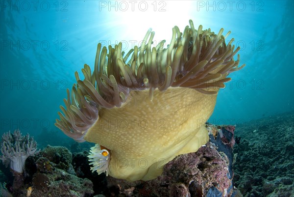 False Clown Anemonefish (Amphiprion ocellaris)