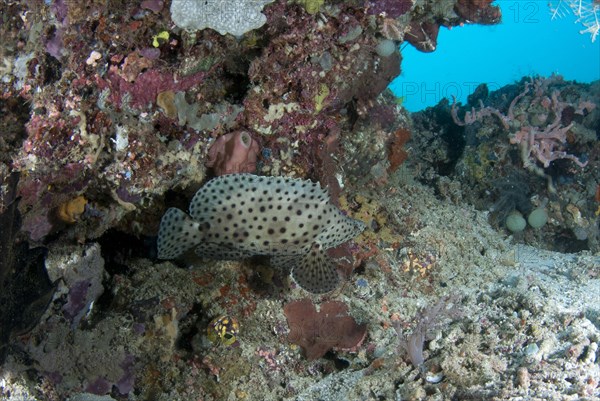 Humpback Grouper (Cromileptes altivelis)