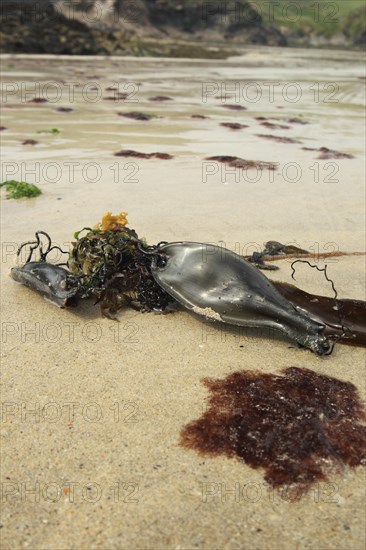 Nursehound (Scyliorhinus stellaris)