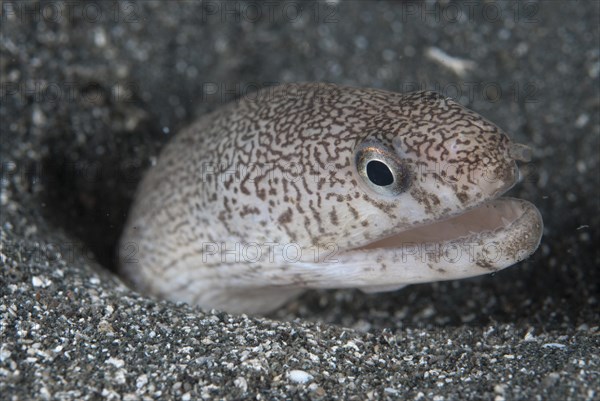 Reticulated Moray Eel (Gymnothorax richardsonii)