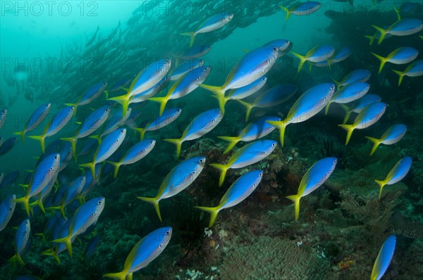 Blue-and-yellow Fusilier (Caesio teres)