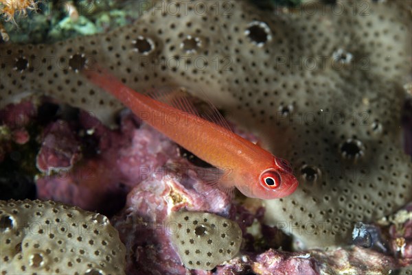 Ringeye Dwarfgoby (Trimma benjamini)