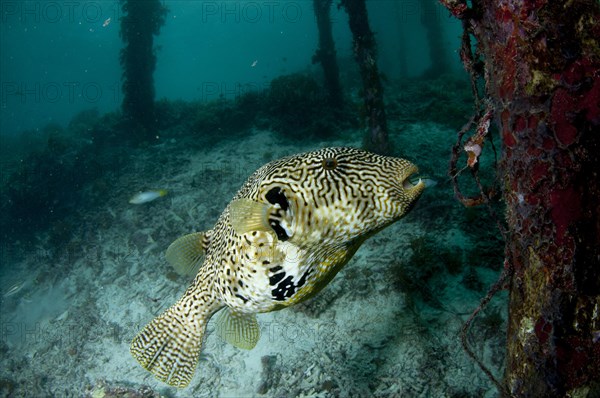 Map Pufferfish (Arothron mappa)