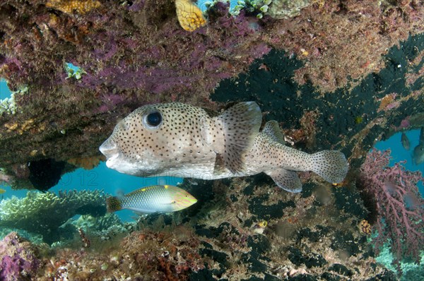 Star Pufferfish (Arothron stellatus)