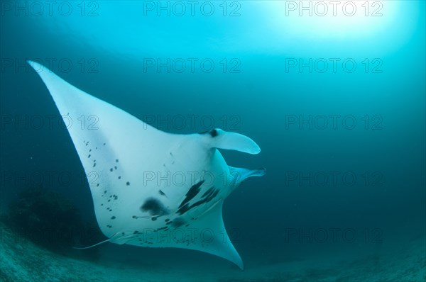 Manta Ray (Manta birostris)