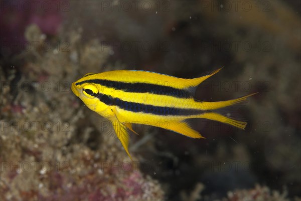 Yellowtail Damsel (Neoglyphidodon nigroris)