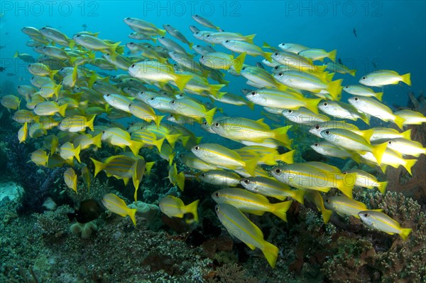 Bigeye Snapper (Lutjanus lutjanus) shoal