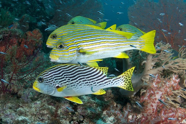 Ribboned Sweetlips (Plectorhinchus polytaenia)