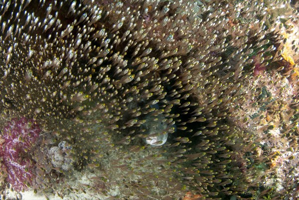 Golden Sweeper (Parapriacanthus ransonneti)