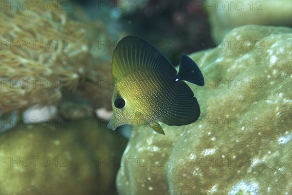 Brushtail Tang (Zebrasoma scopas)