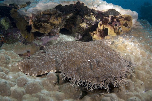 Tasselled Wobbegong (Eucrossorhinus dasypogon)