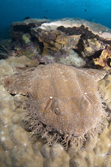 Tasselled Wobbegong (Eucrossorhinus dasypogon)