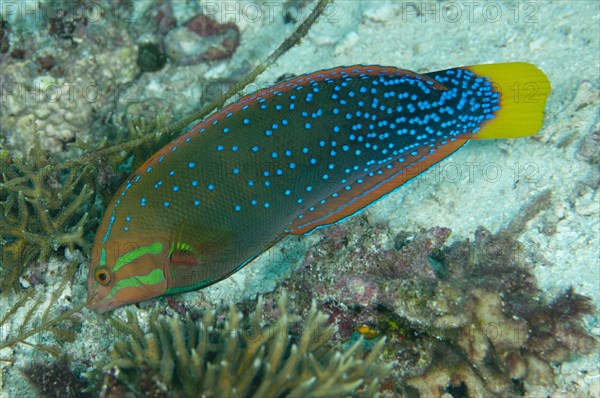 Yellowtail Coris Wrasse (Coris gaimard)