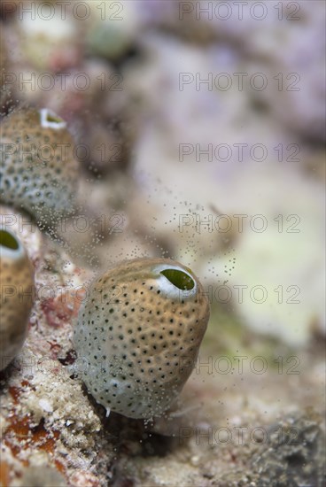 Sea-squirt (Tunicata sp.)