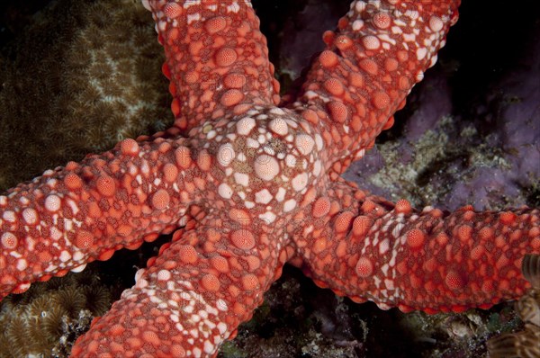 Friant's Seastar (Nardoa frianti)