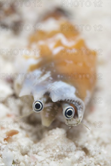 Toothed Conch (Strombus dentatus)