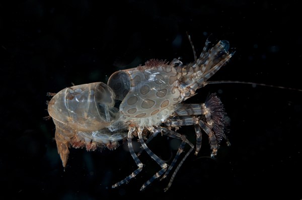 Marbled Shrimp (Saron sp.)