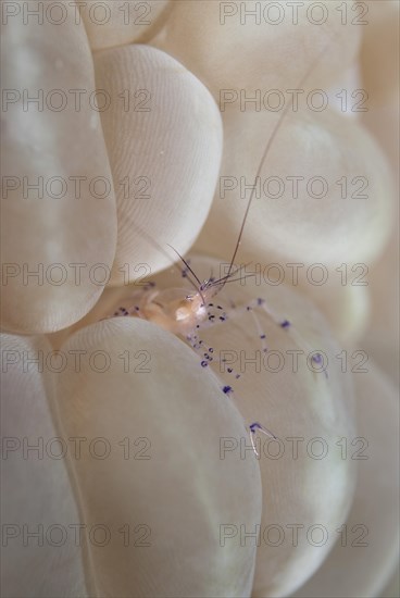 Commensal Shrimp (Vir philippinensis)