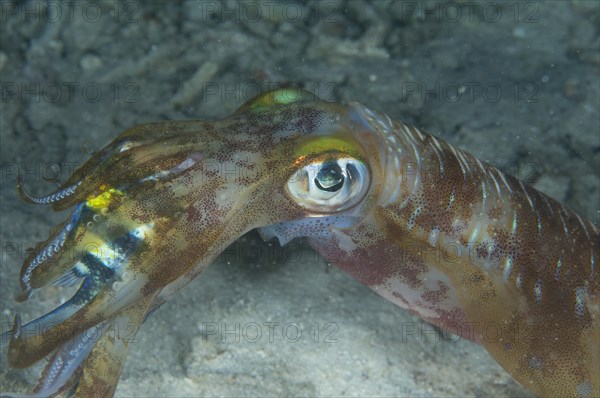 Bigfin Reef Squid (Sepioteuthis lessoniana)