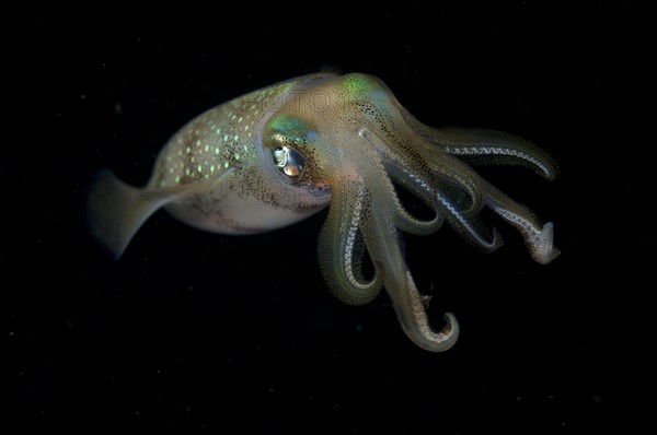 Bigfin Reef Squid (Sepioteuthis lessoniana)