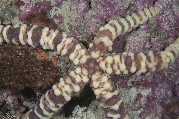 Warty Starfish (Echinaster callosus)