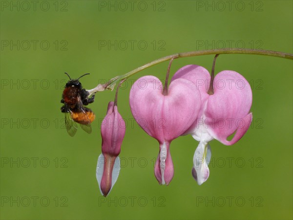 Tawny Mining Bee (Andrena fulva)