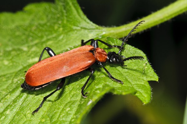 Black-headed Cardinal Beetle (Pyrochroa coccinea)