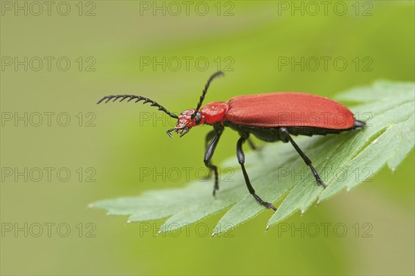 Red-headed Cardinal Beetle (Pyrochroa serraticornis)