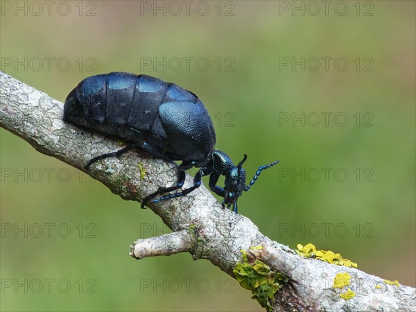 Black Oil Beetle (Meloe proscarabaeus)