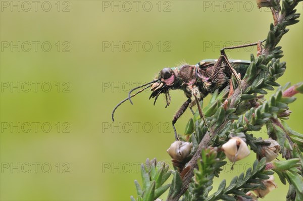 Green Tiger Beetle (Cicindela campestris)