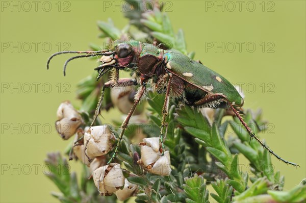 Green Tiger Beetle (Cicindela campestris)