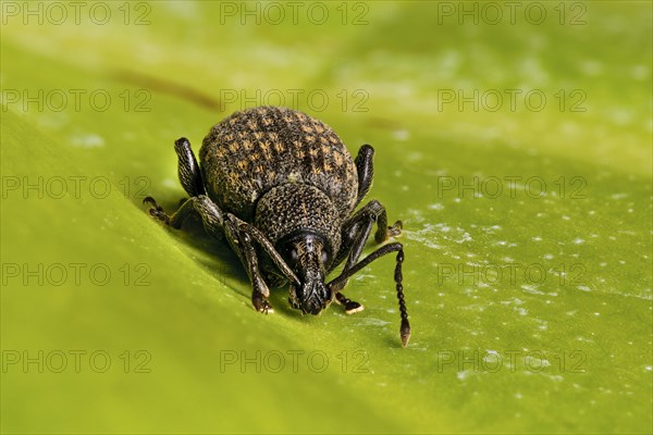 Black Vine Weevil (Otiorhynchus sulcatus)