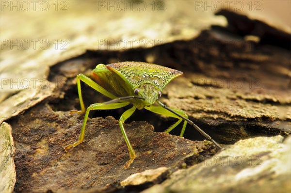 Hawthorn Shieldbug (Acanthosoma haemorrhoidale)