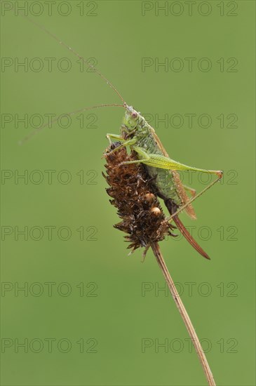 Long-winged Conehead (Conocephalus discolor)