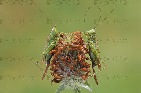 Long-winged Conehead (Conocephalus discolor)