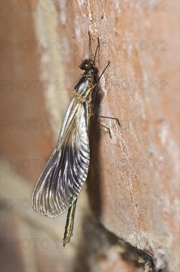 Banded Demoiselle (Calopteryx splendens)