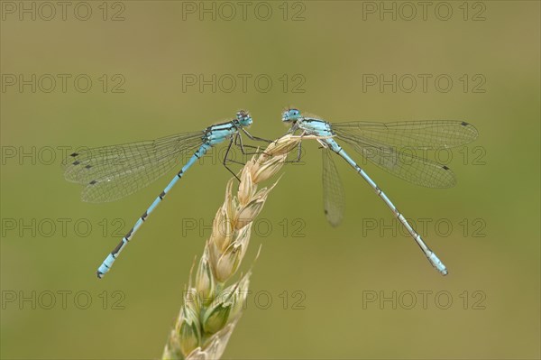 Common Blue Damselfly (Enallagma cyathigerum)