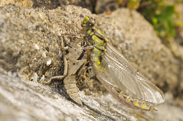 Club-tailed Dragonfly (Gomphus vulgatissimus)