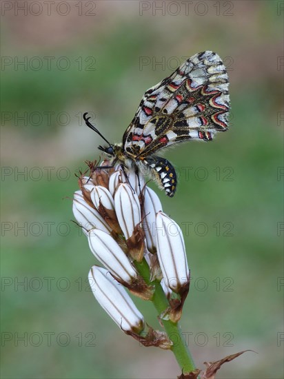 Spanish Festoon (Zerynthia rumina)