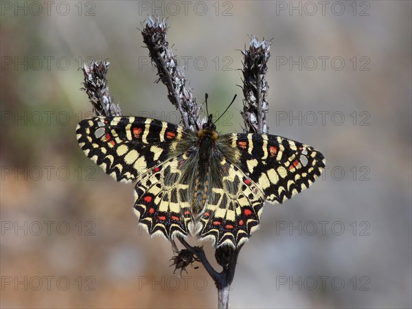 Spanish Festoon (Zerynthia rumina)