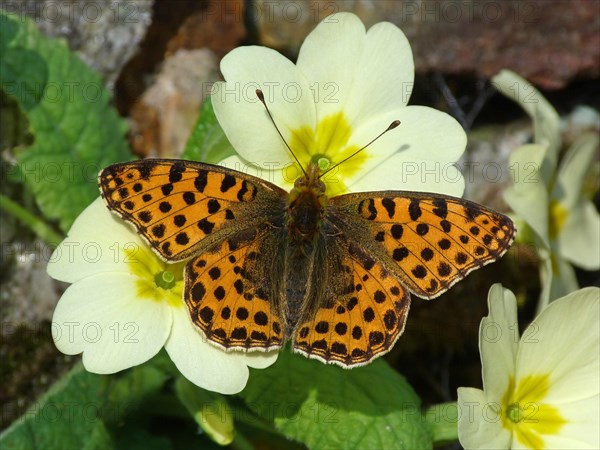 Queen of Spain Fritillary (Issoria lathonia)