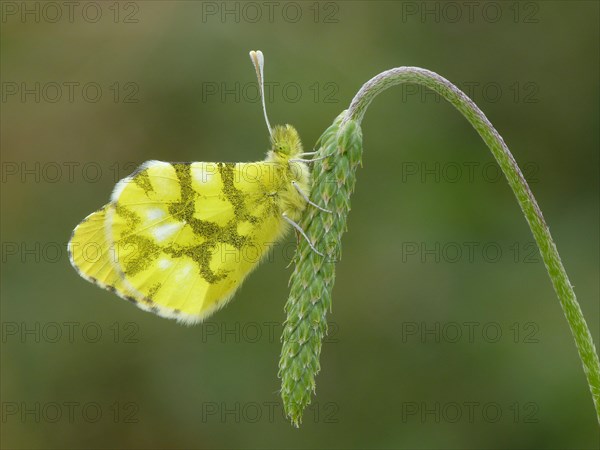 Moroccan Orange-tip (Anthocharis belia)