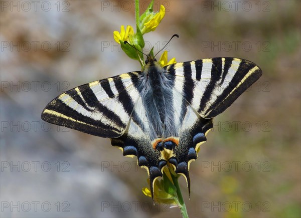 Scarce Swallowtail (Iphiclides podalirius)