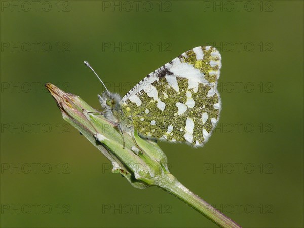 Western Dappled White (Euchloe crameri)