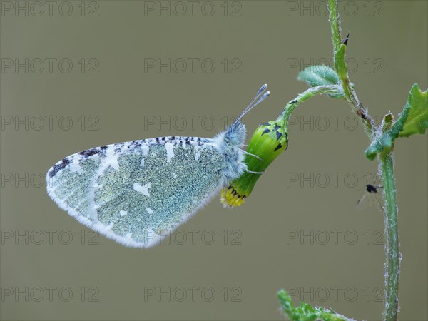 Portuguese Dappled White (Euchloe tagis)