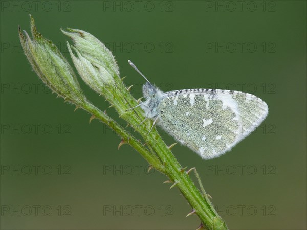 Portuguese Dappled White (Euchloe tagis)