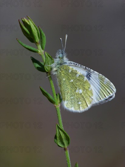 Portuguese Dappled White (Euchloe tagis)