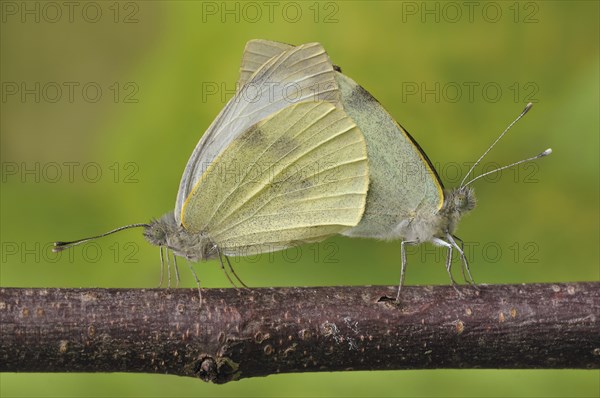 Small White Butterfly (Pieris rapae)