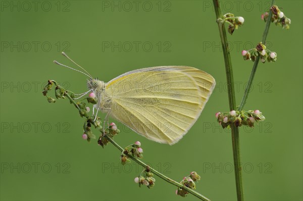 Small White Butterfly (Pieris rapae)