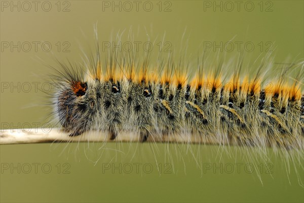 Grass Eggar (Lasiocampa trifolii)